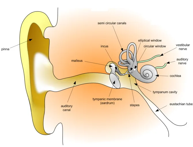 Anatomy of human ear