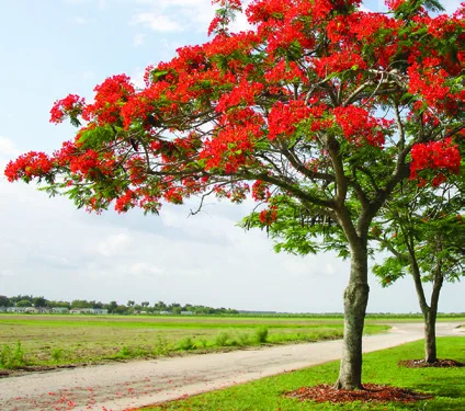 Gulmohar, a flowering plant