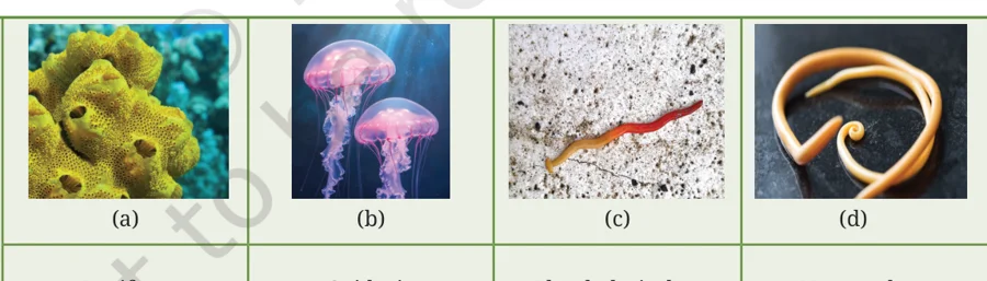 Sponge, jellyfish, flatworm and roundworm