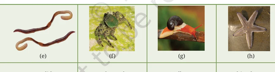 Earthworm, crab, snail and starfish