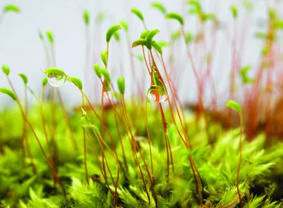 Moss, a bryophyte