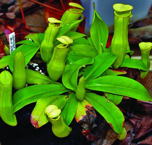 Nepenthes khasiana, the Indian pitcher plant