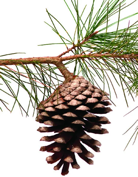 Pine cone, a gymnosperm