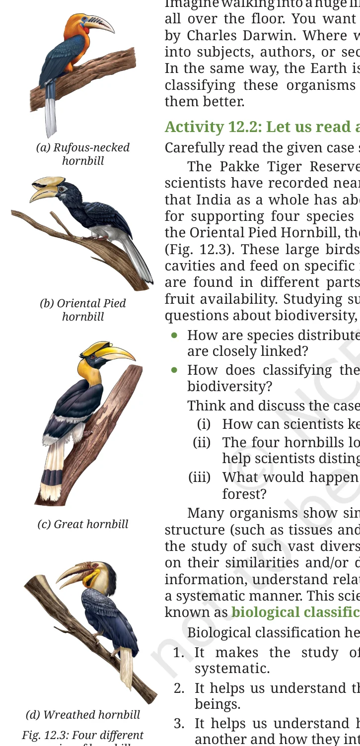 Four hornbill species of the Pakke Tiger Reserve
