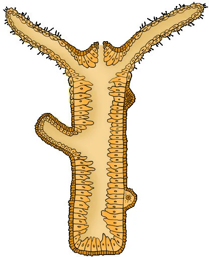 Longitudinal section of Hydra