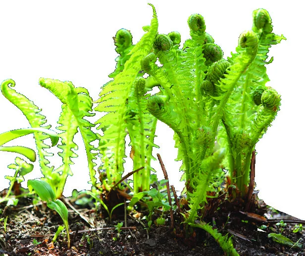 Fern, a pteridophyte
