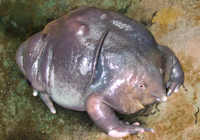 Purple frog resting on wet soil